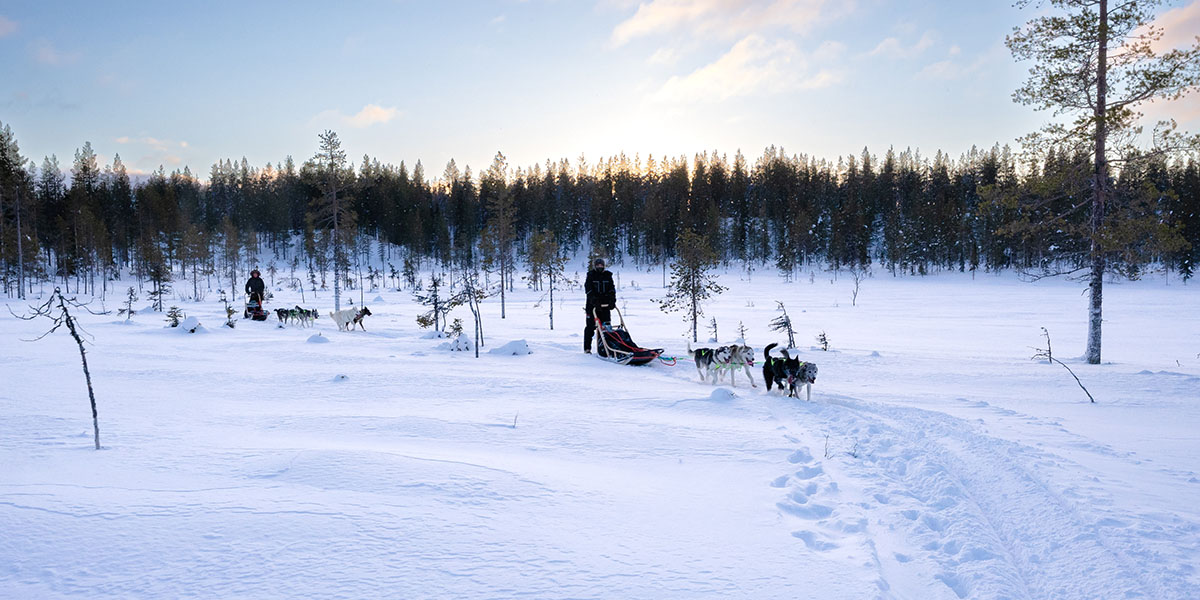 Zwei Leute die auf zwei von Huskys gezogenen Schlitten stehen und auf einer festen Spur, über ein mit Schnee bedecktes Feld fahren, mit Wald im Hintergrund.