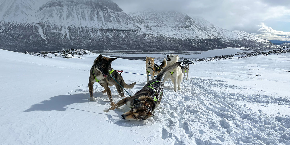 Mindestens fünf Huskys von vorne, welche an einen Schlitten gespannt im Schnee stehen, mit einer Bergigen Landschaft im Hintergrund.