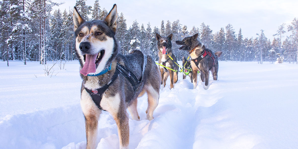 Mindesten vier Huskys mit Schnee bedeckten Bäumen im Hintergrund, welche im Schnee stehen und an einen Schlitten gespannt sind.