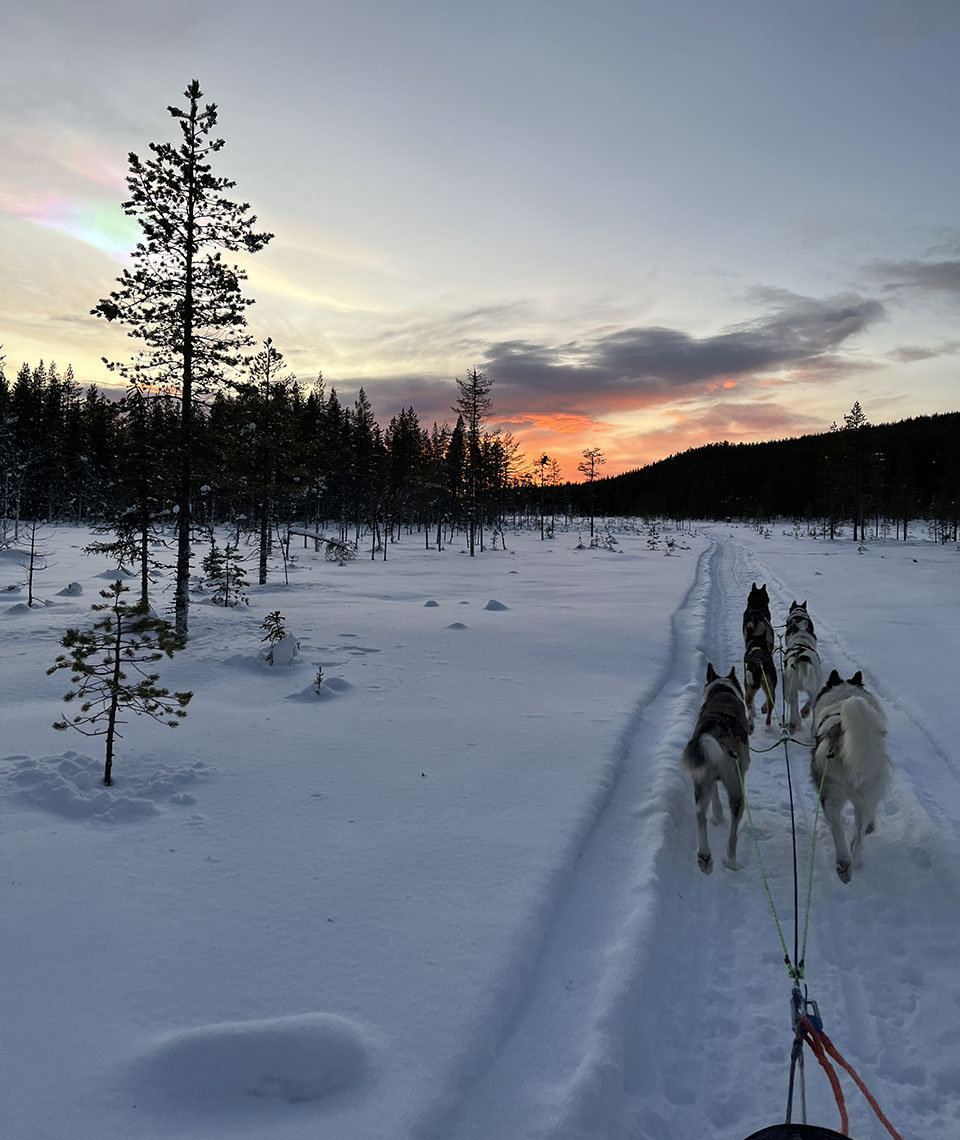 Vier Huskys welche einen Schlitten auf einer festgefahrenen Spur über den Schnee ziehen, mit am Himmel vom licht des Sonnenunterganges orange gefärbte Wolken und außerdem ein paar Perlenwolken.