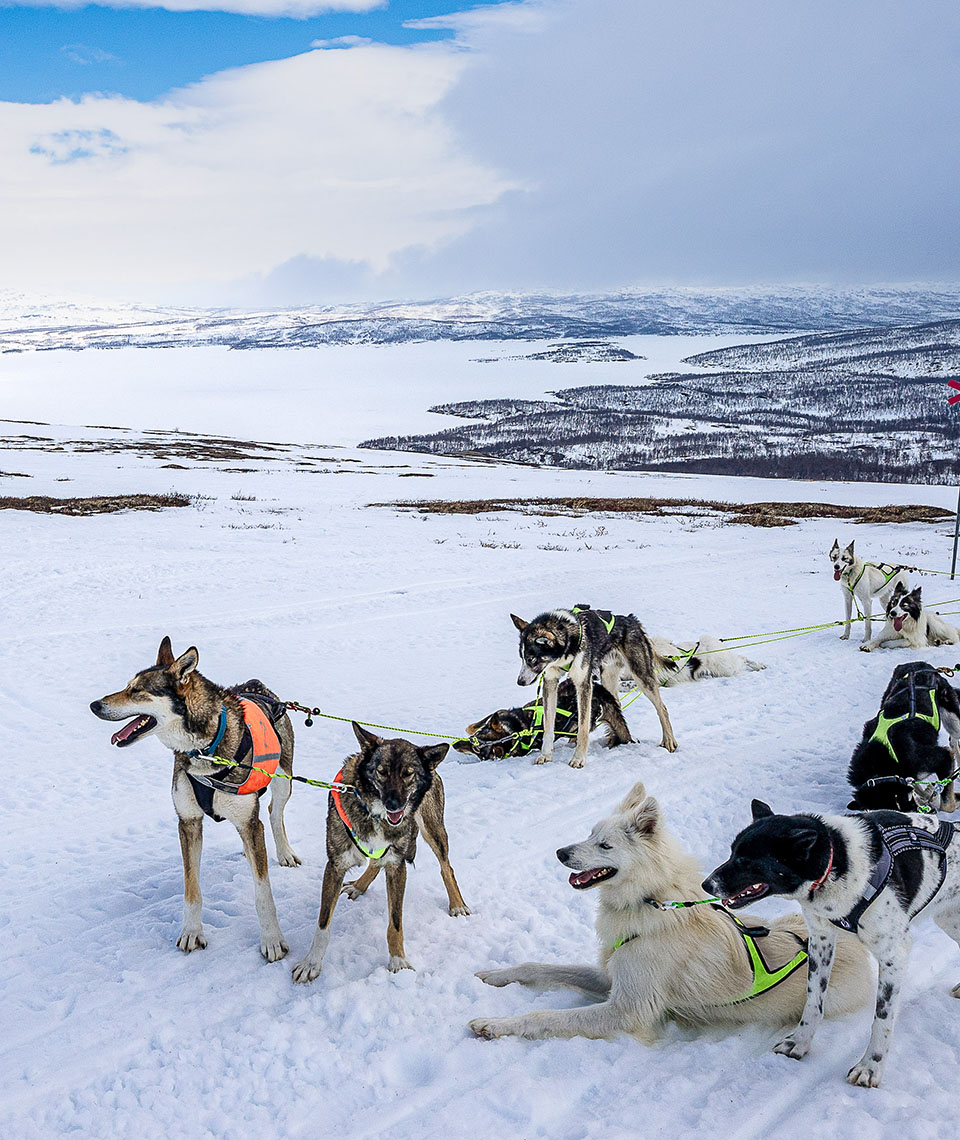 Zehn Huskys welche sich auf einer breiten fest gefahrenen Spur ausruhen, mit einer Schneebedeckten, leicht Bergigen Landschaft mit einem großen zugefrorenen See im Hintergrund.