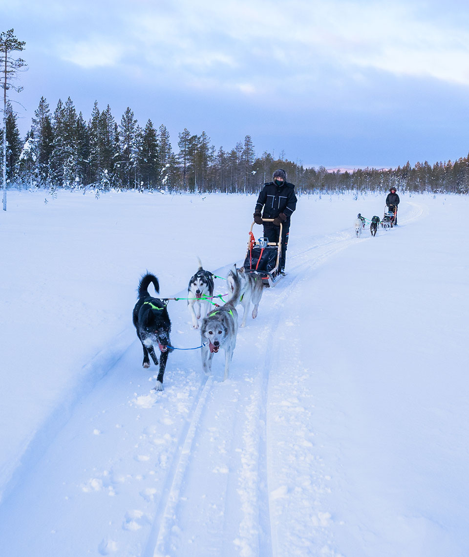 Zwei Leute die auf zwei von Huskys gezogenen Schlitten stehen und auf einer festen Spur, über ein mit Schnee bedecktes Feld fahren, mit Wald im Hintergrund.